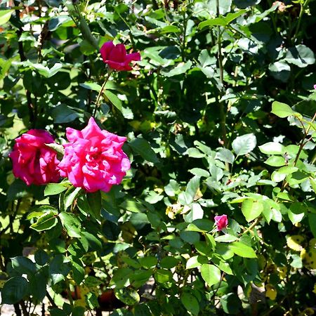 ארבאנאסי Guest House Diabora חדר תמונה
